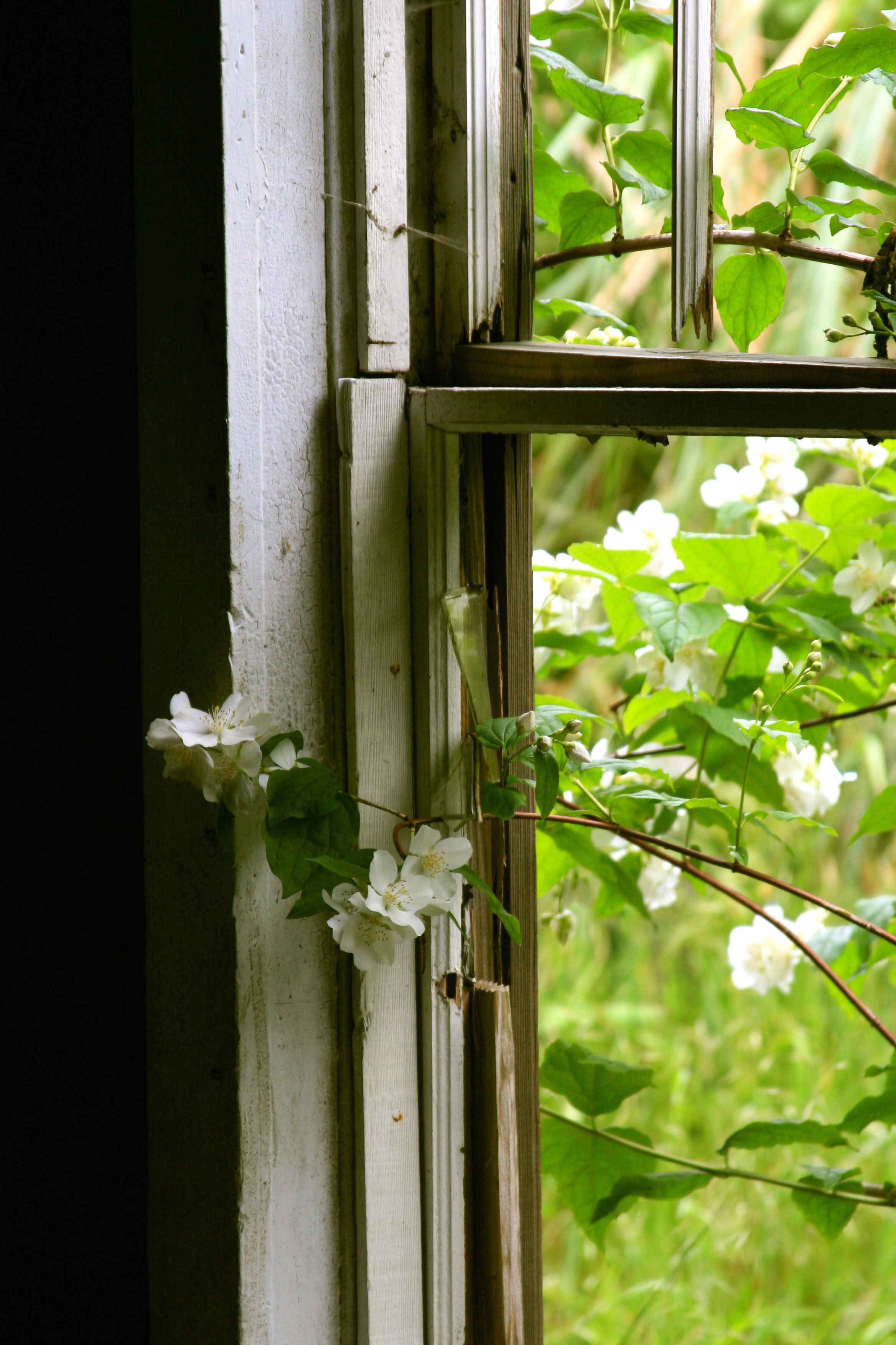 Flowers-through-a-broken-wi