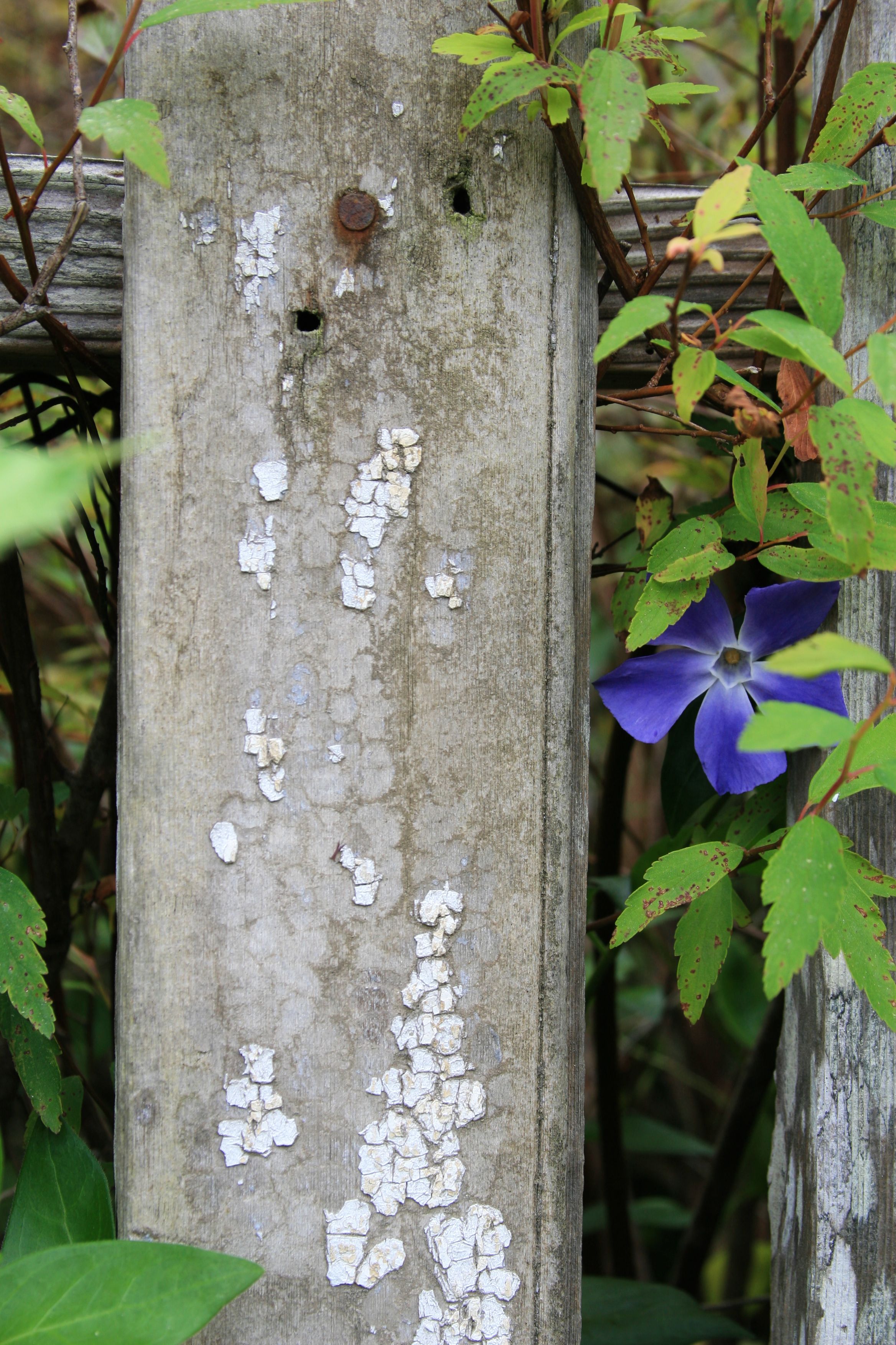 Blue peeking form fence