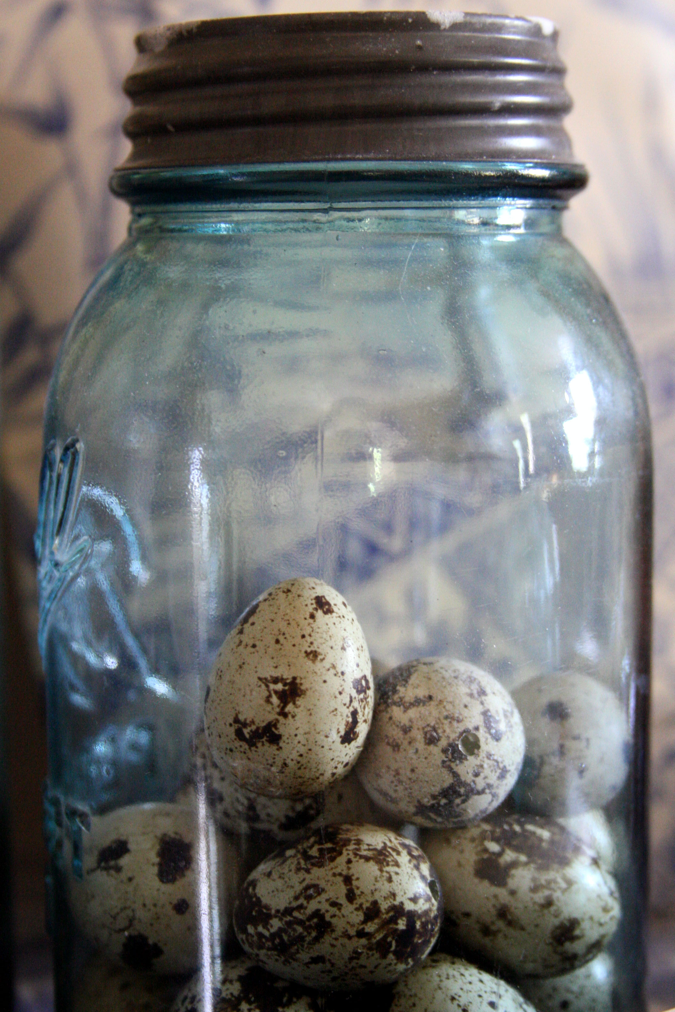 Bird's-blue-eggs