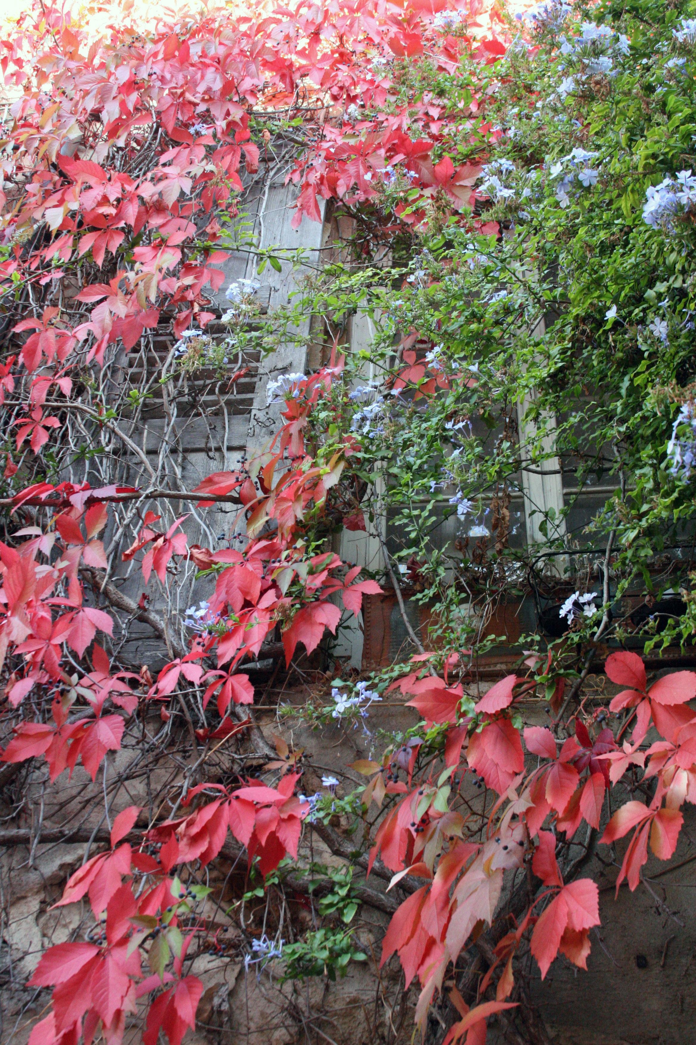 Colors-of-provence-red