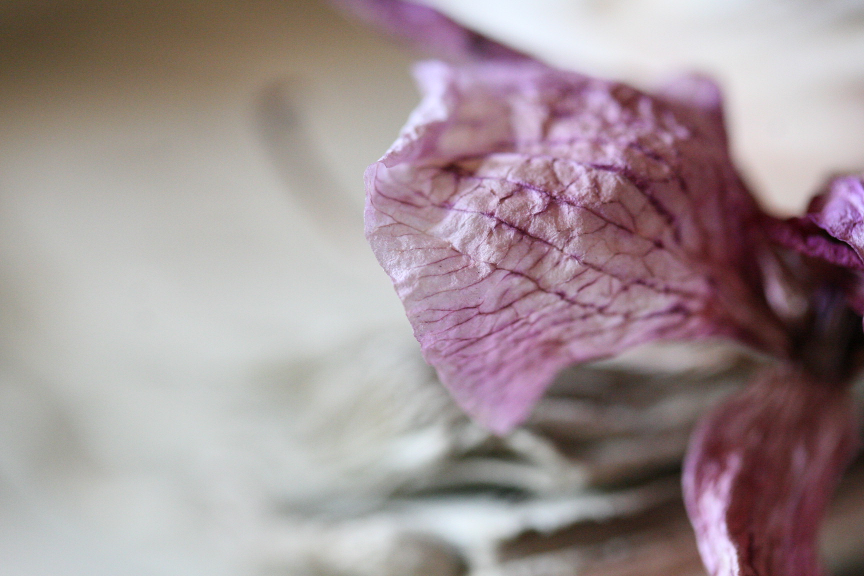 dried orchid petal dried orchid petal