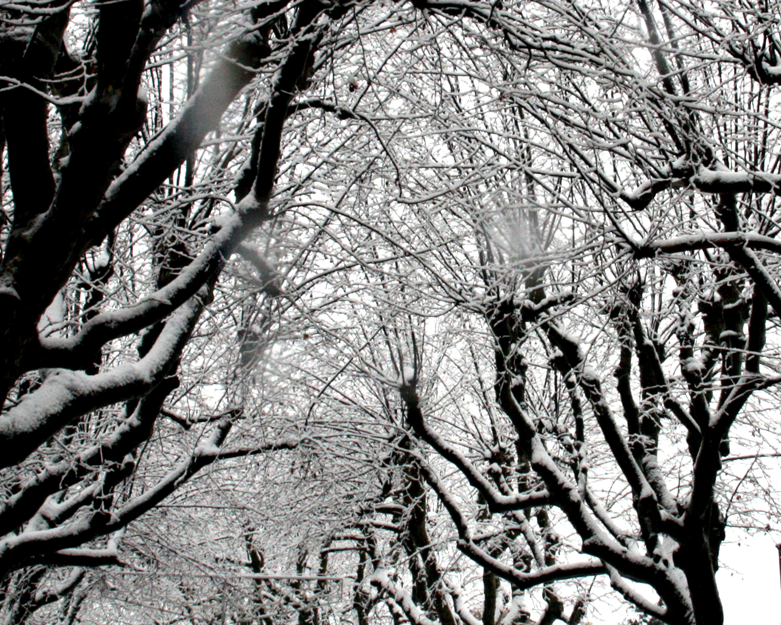 Trees-in-snow