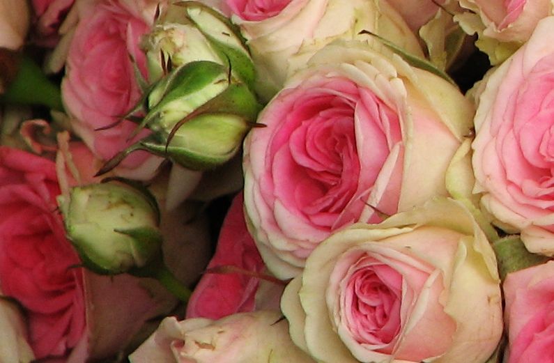 a touch of pink roses