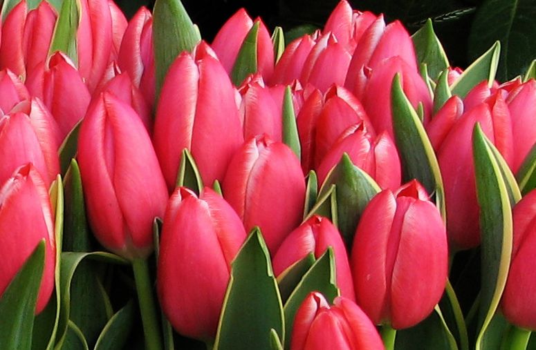 tulip buds