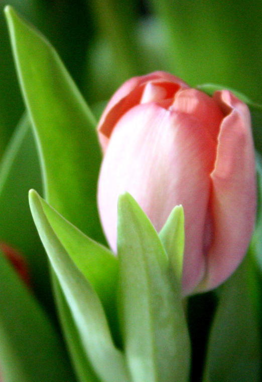 Tulip