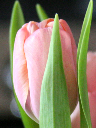Pink tulip