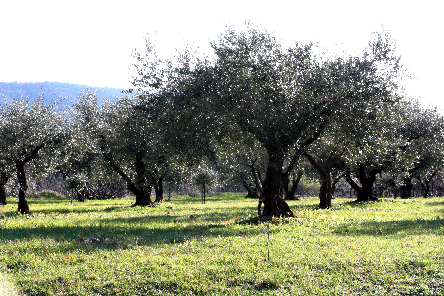 olive trees
