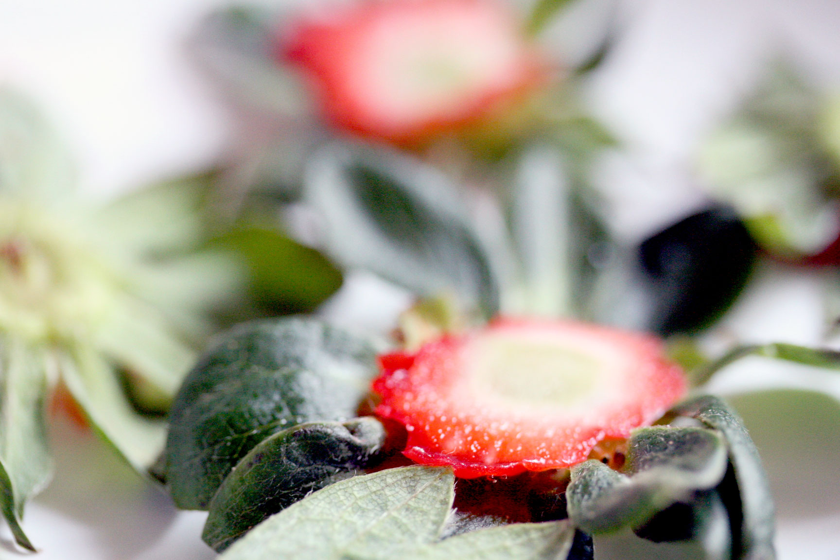 Strawberry-leaf