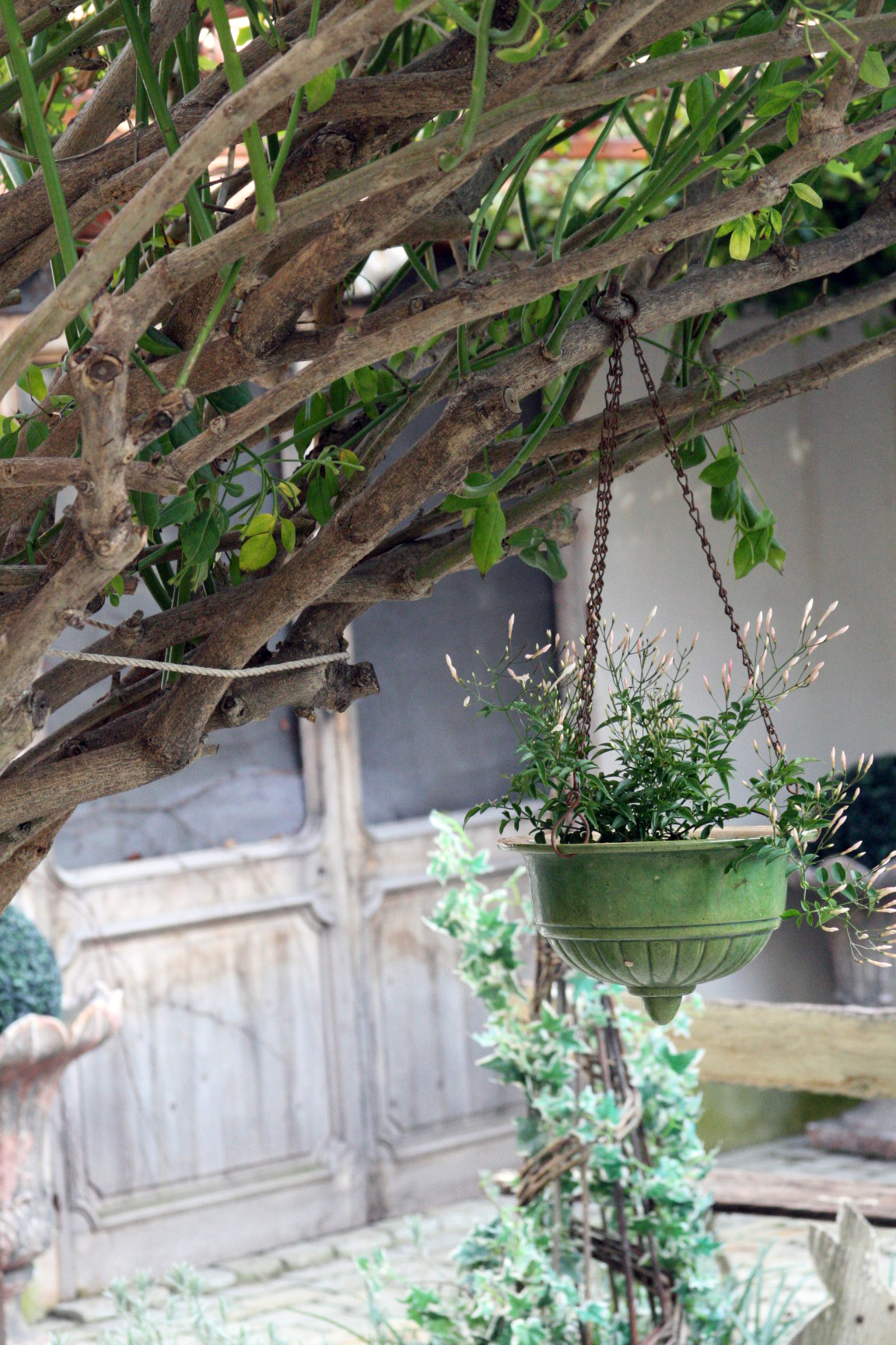 Jardin hanging plant
