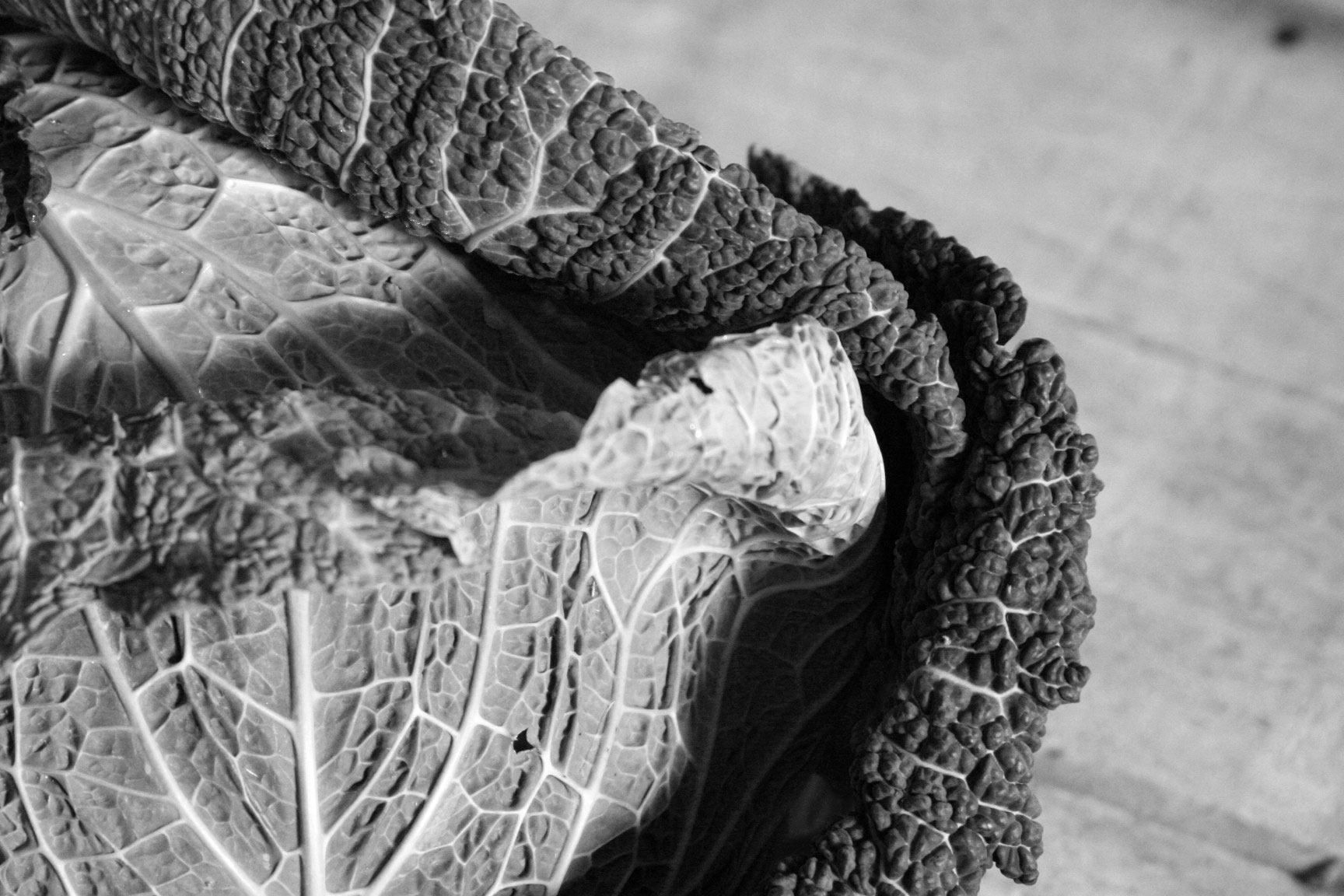 Stuffed cabbage Stuffed cabbage