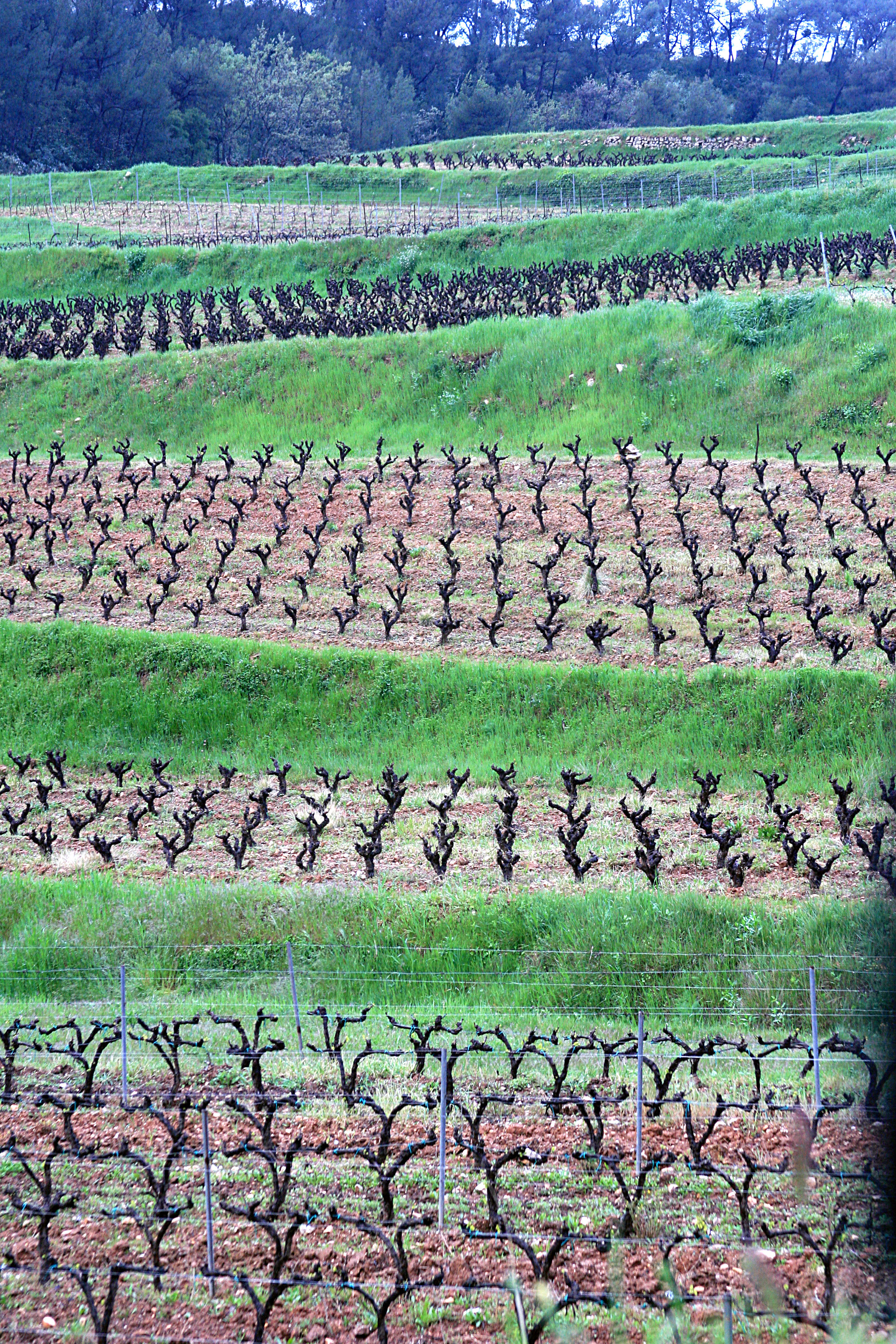 South-of-france-vines South-of-france-vines