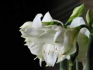 Flower-at-chateau-de-chenon