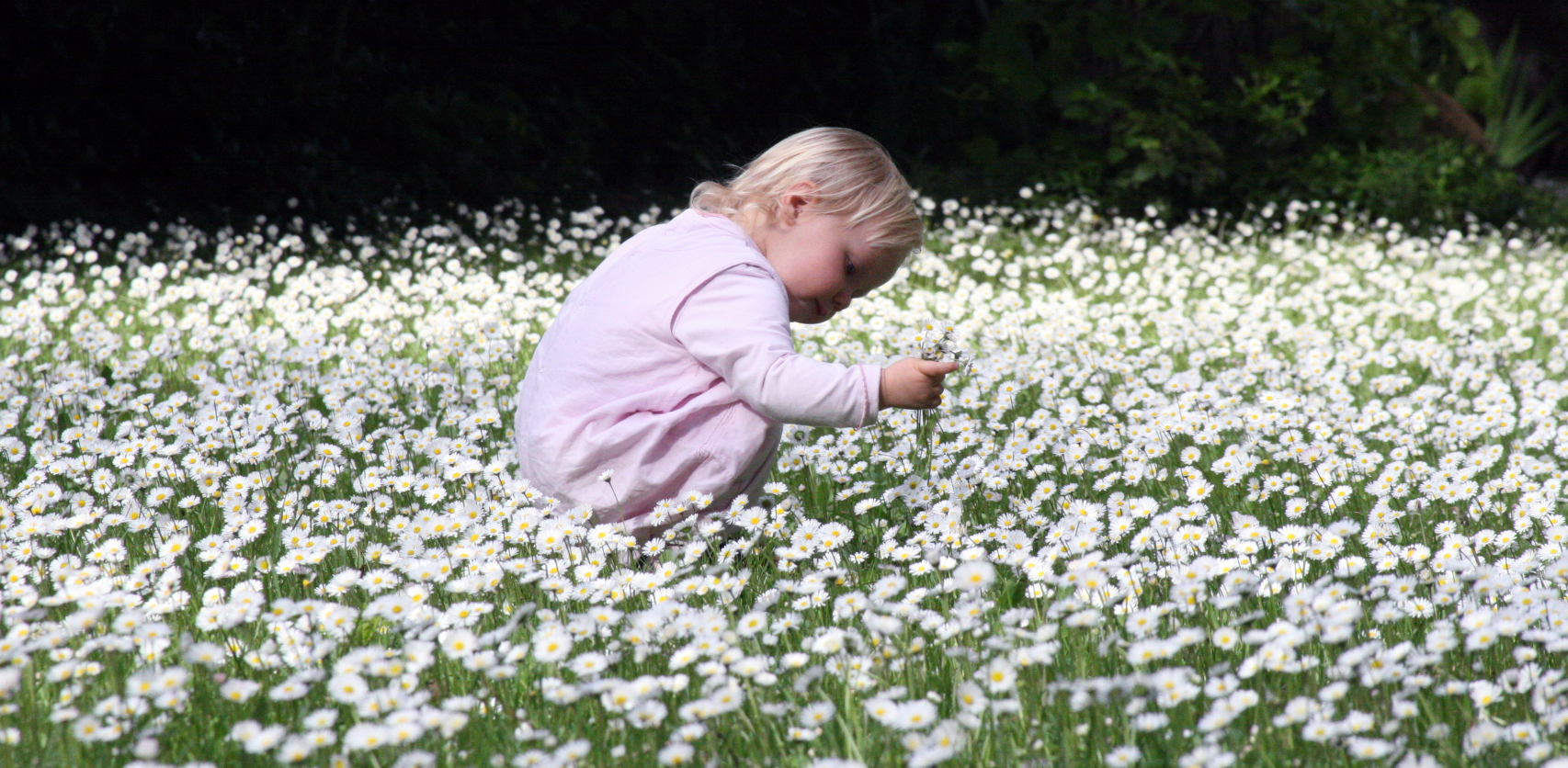 Baby picking daisies