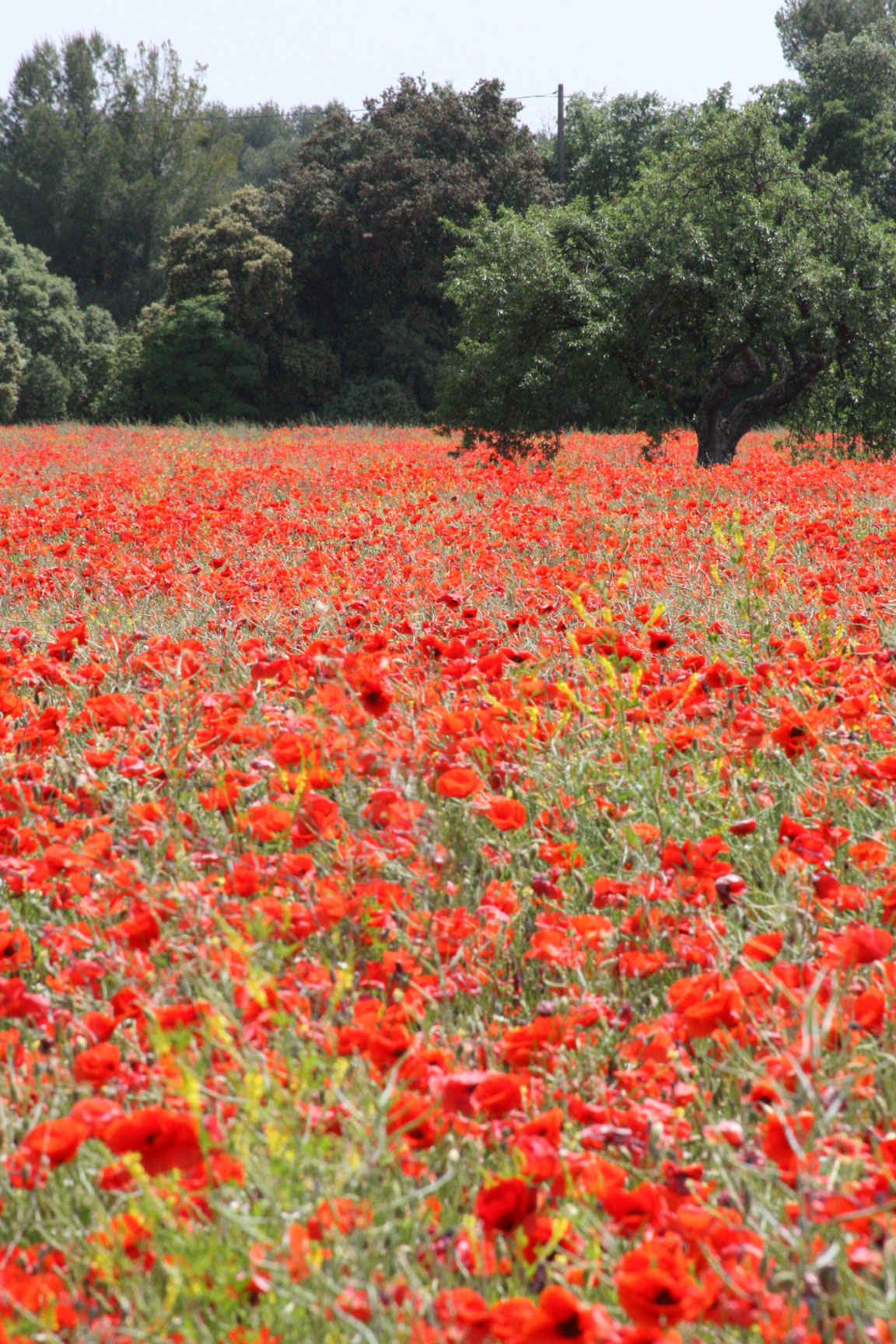 Red-poppies