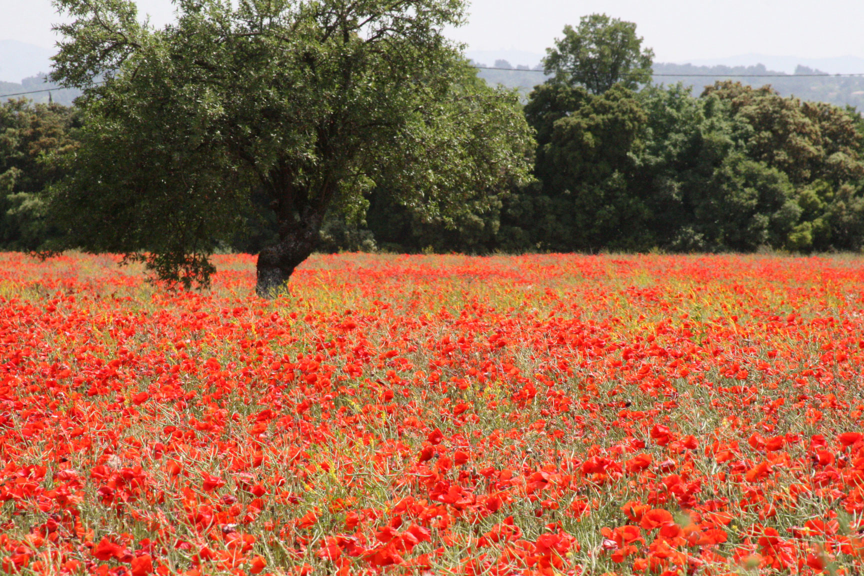 Red-field-of-poppies