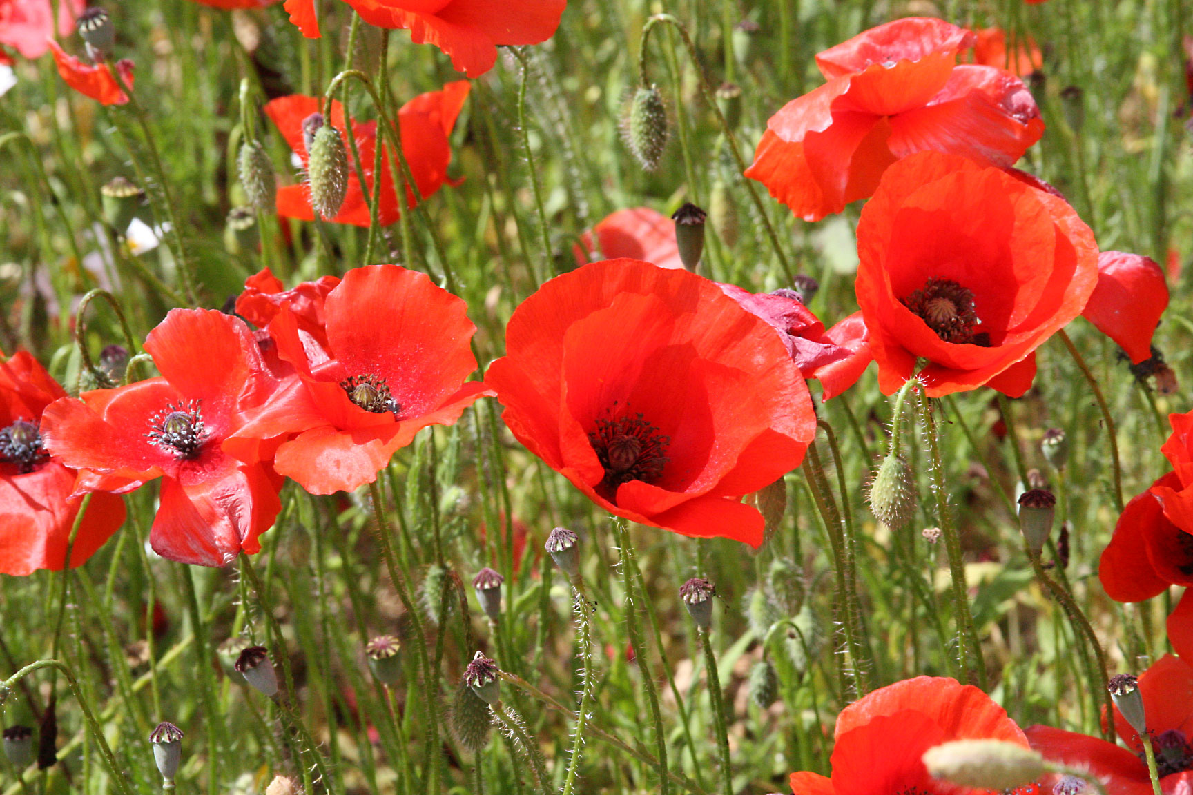 Red-poppies-of-provence