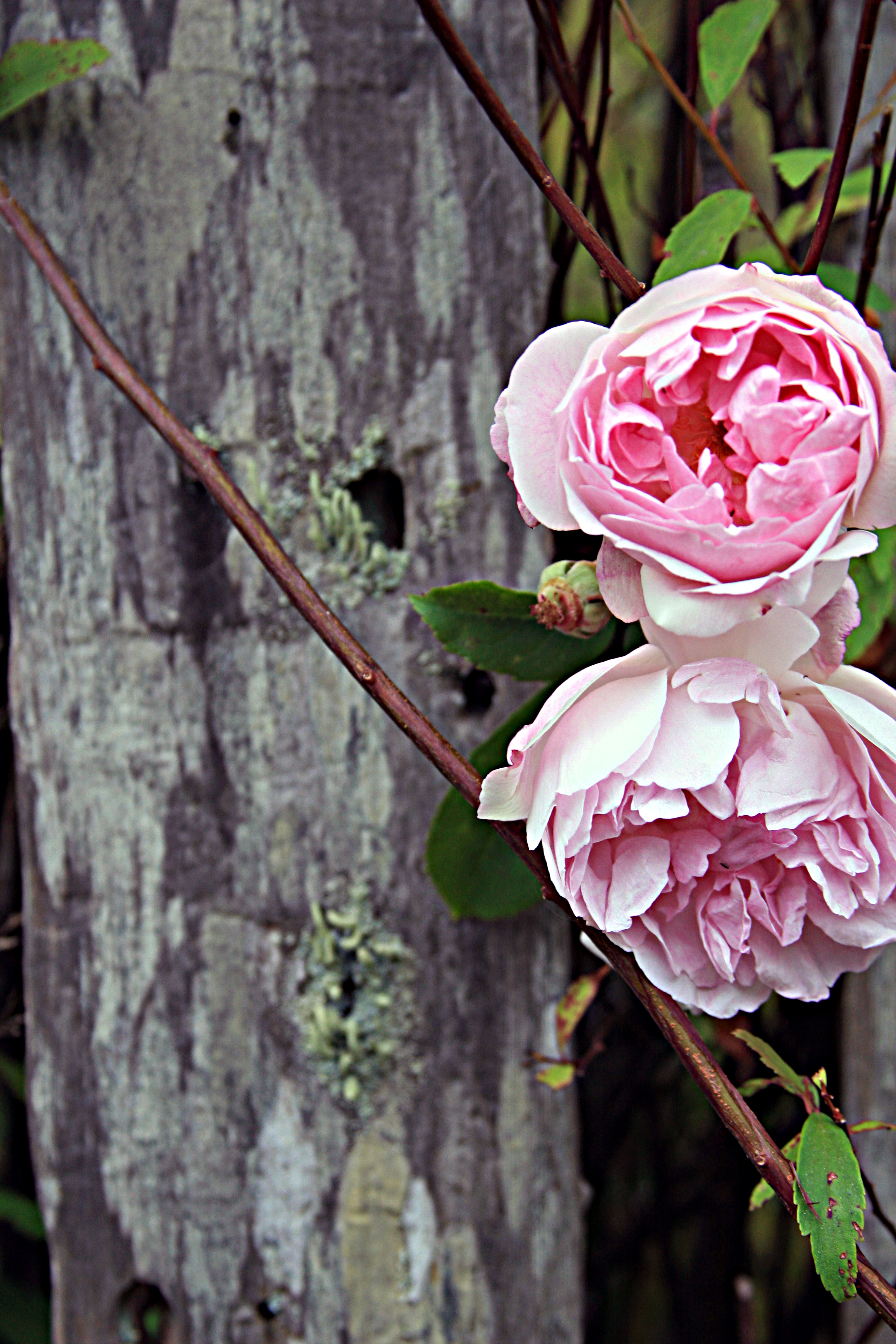 Roses blooming side by side