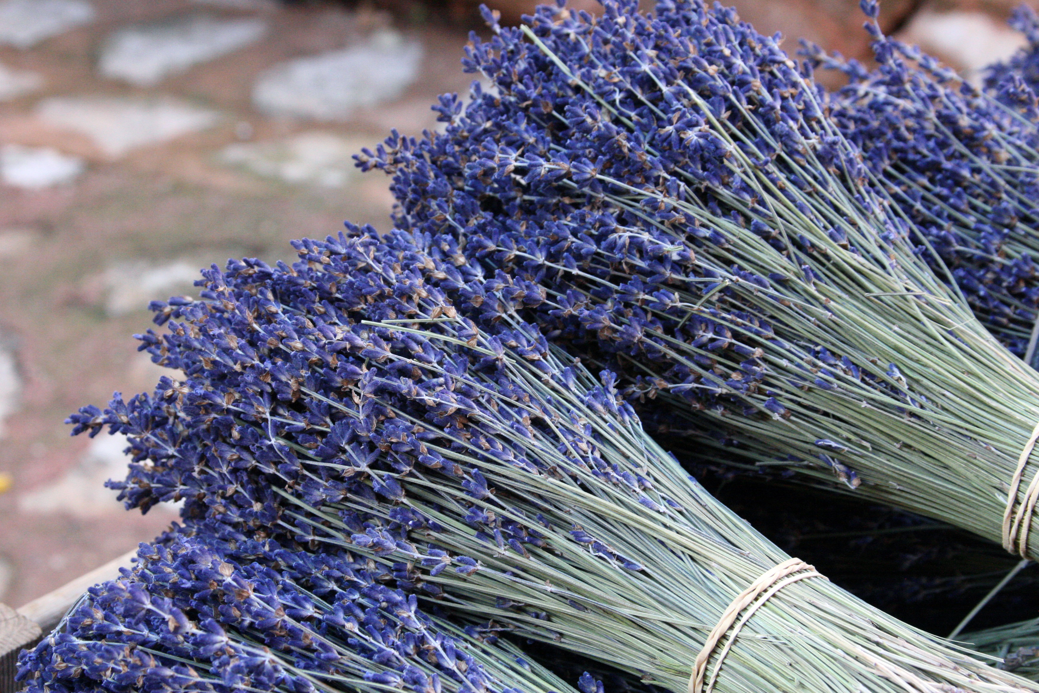 Colors-of-provence-lavender