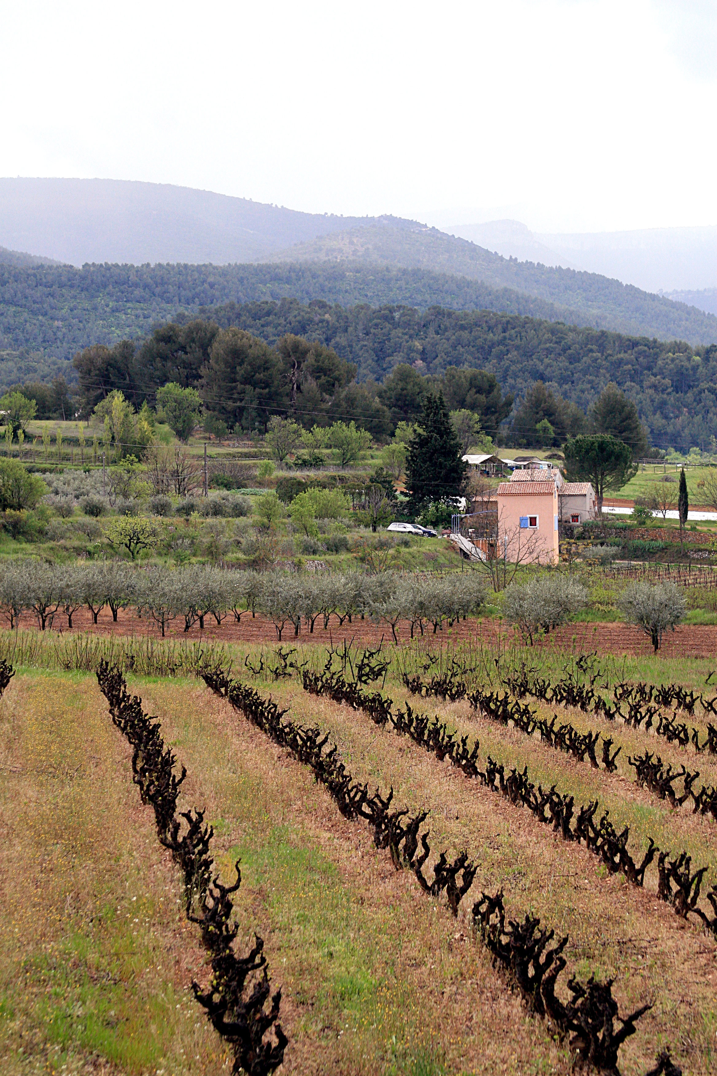 South-of-france-vineyard South-of-france-vineyard