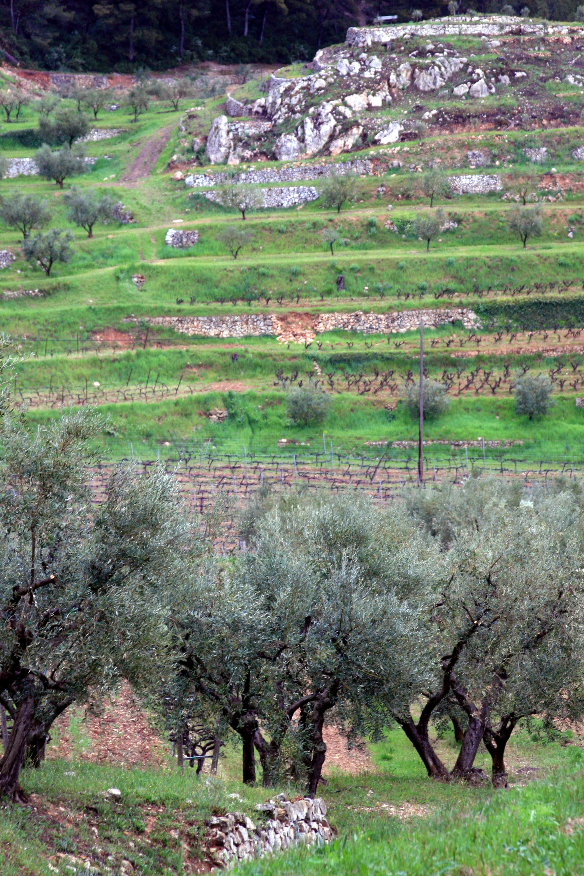South-of-france-landscape South-of-france-landscape