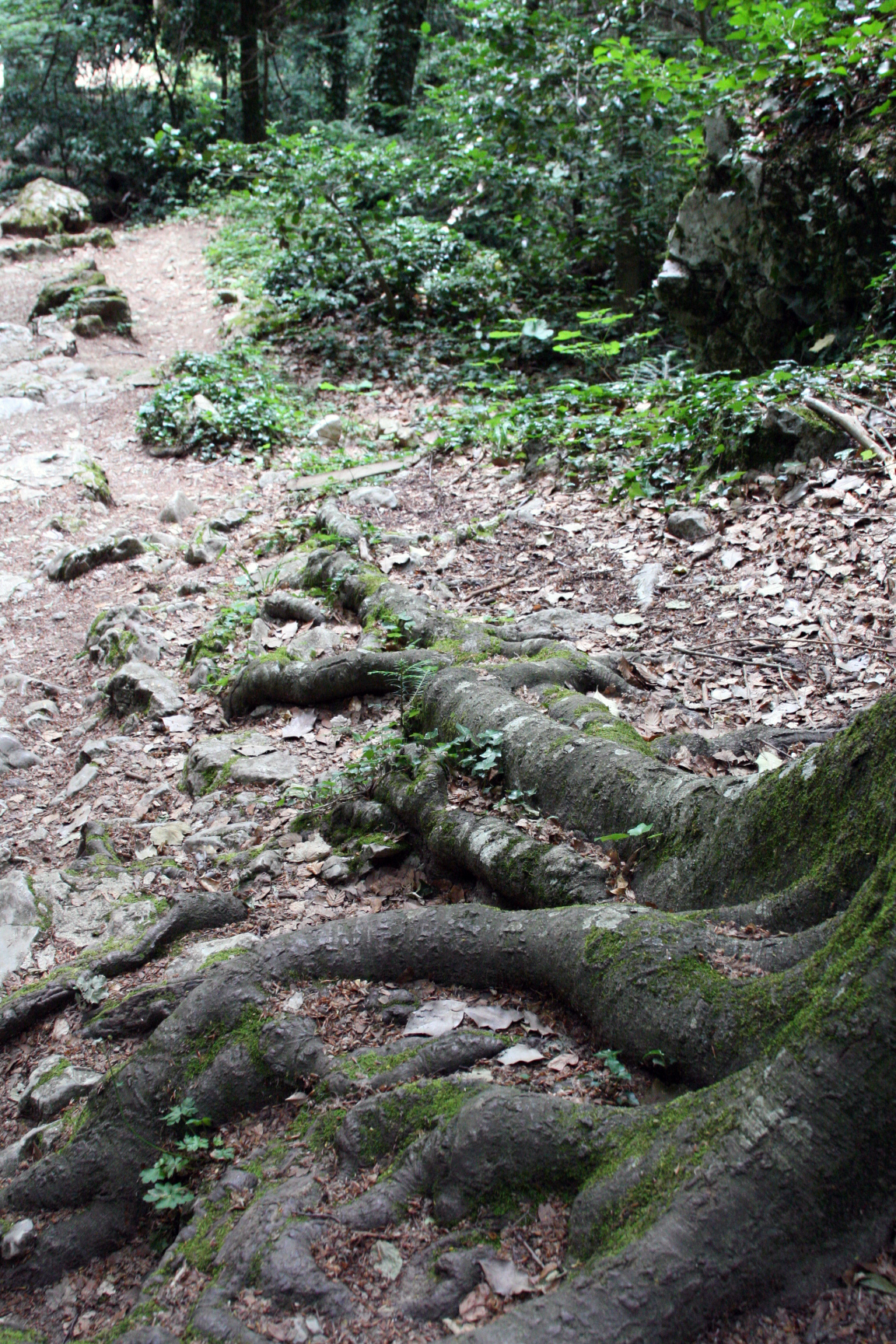 Tree roots