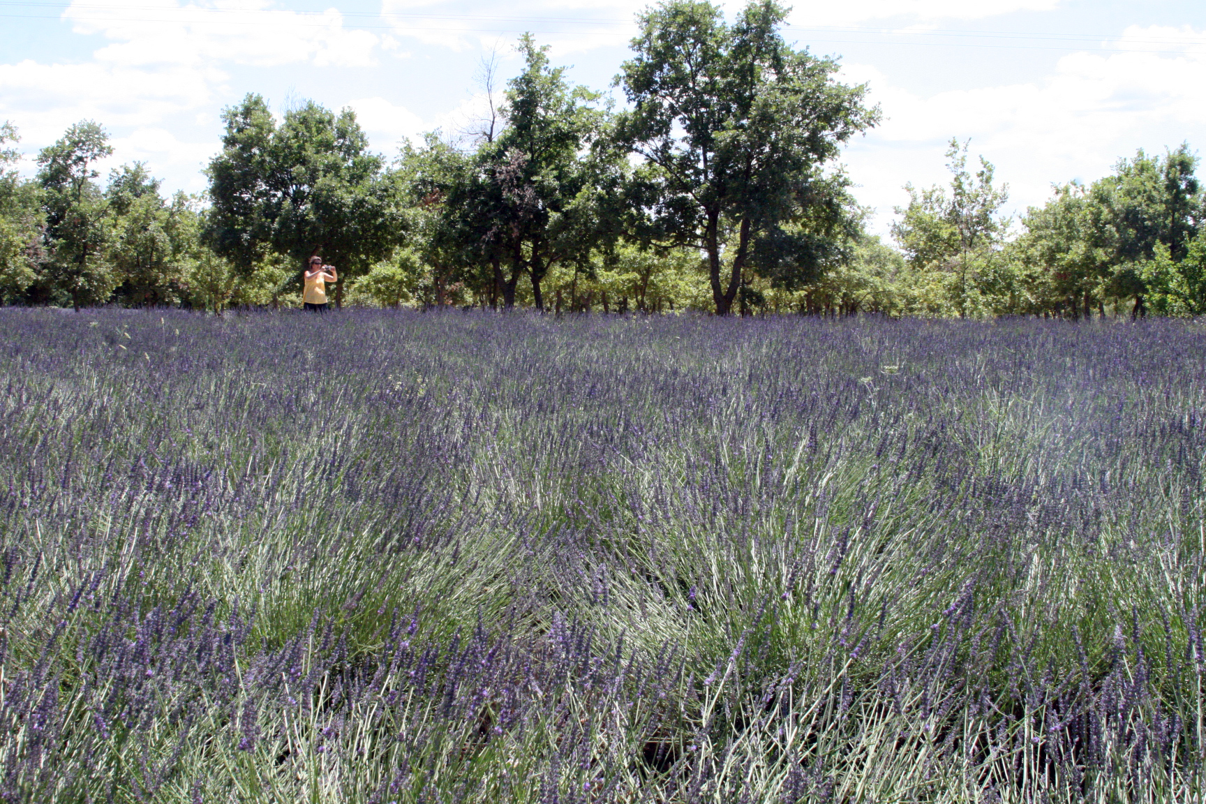 Lavender in provence