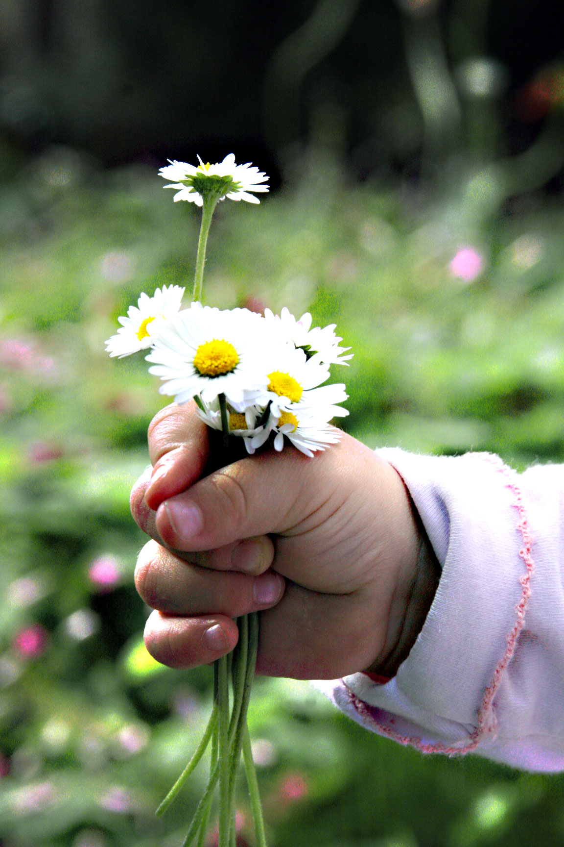 Baby-holding-daisies Baby-holding-daisies