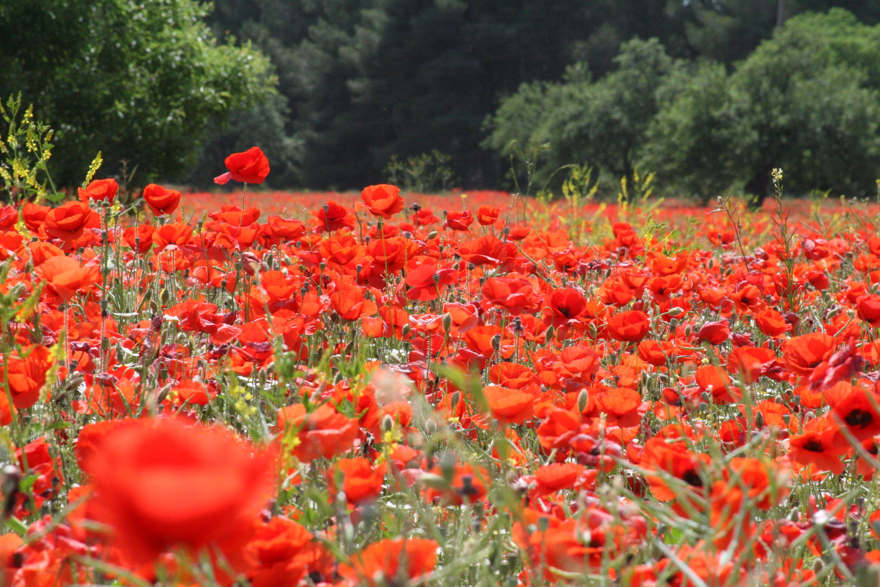 red poppies