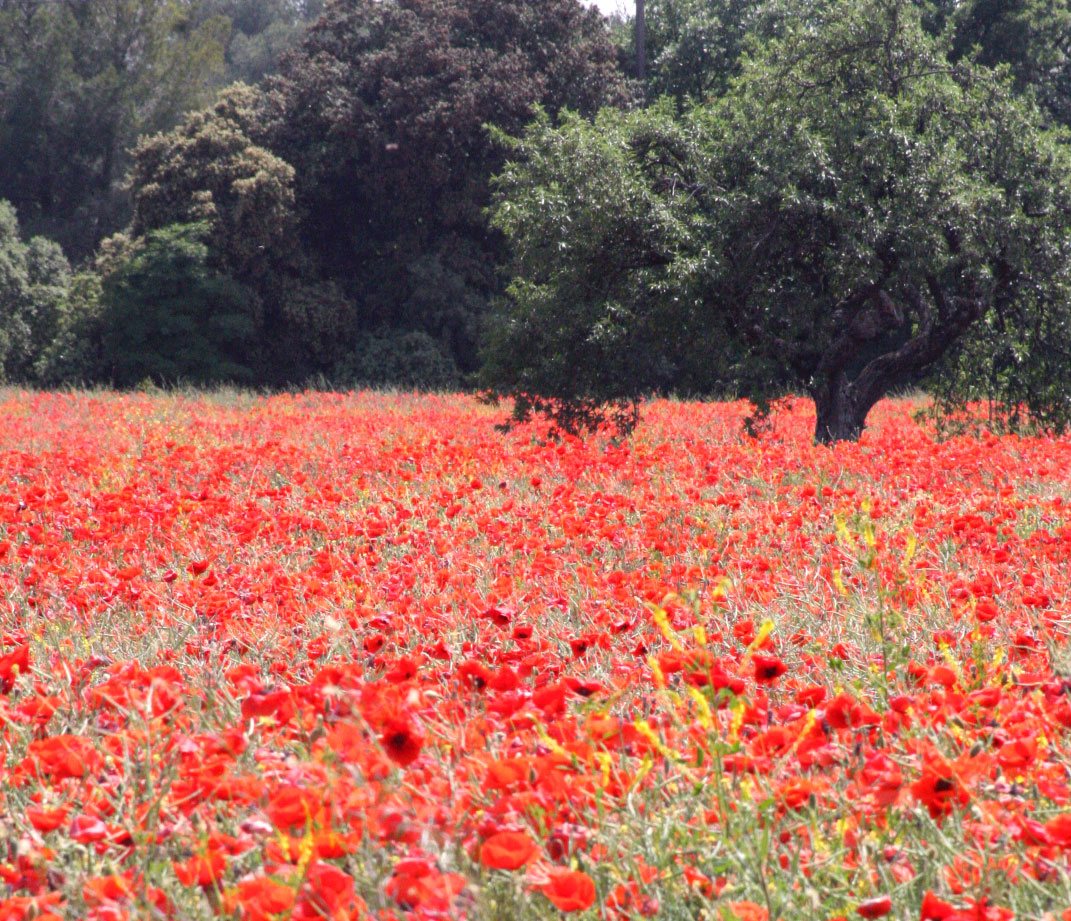 Poppies-under-an-oak-tree