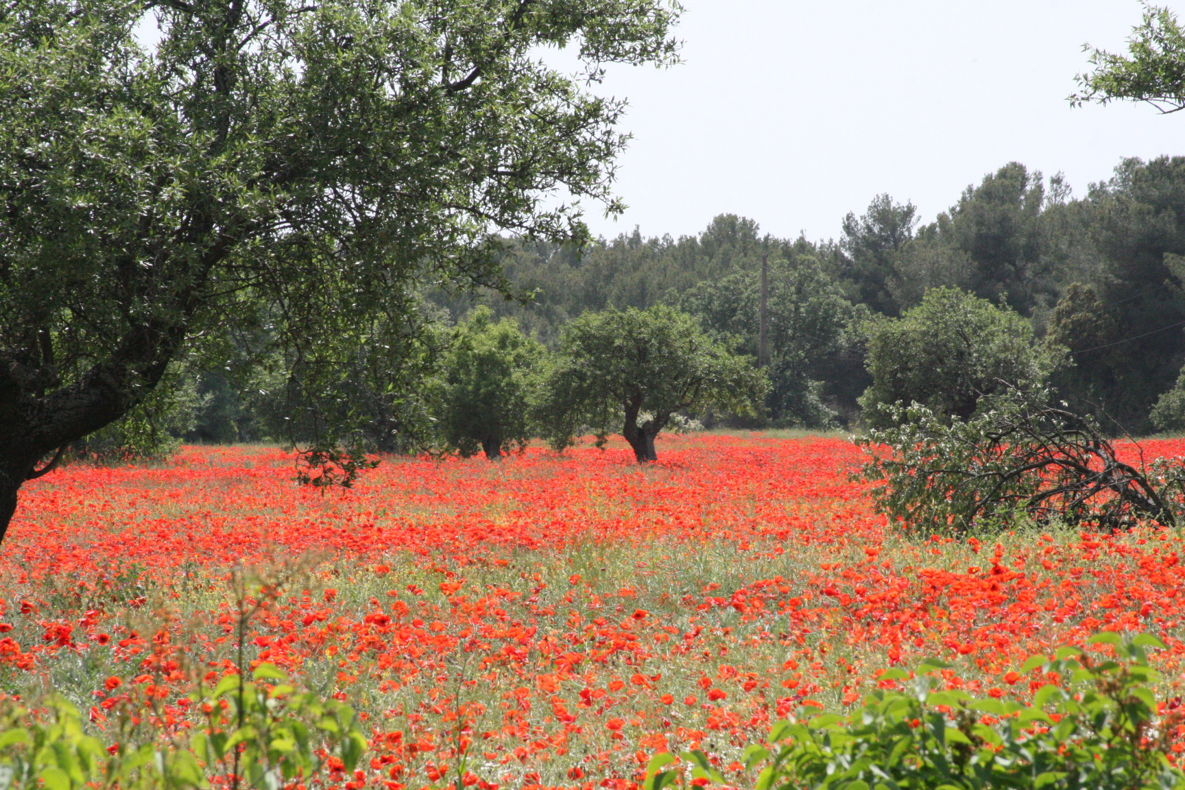 red poppies