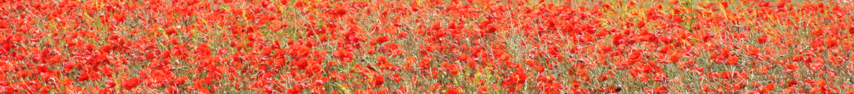 Field-of-poppies