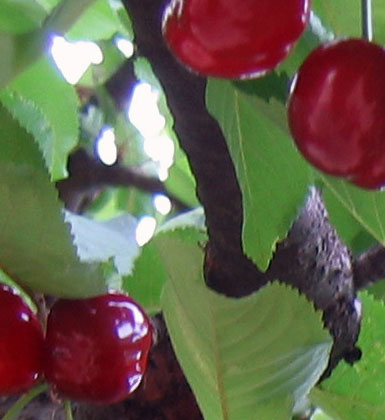 Cherries