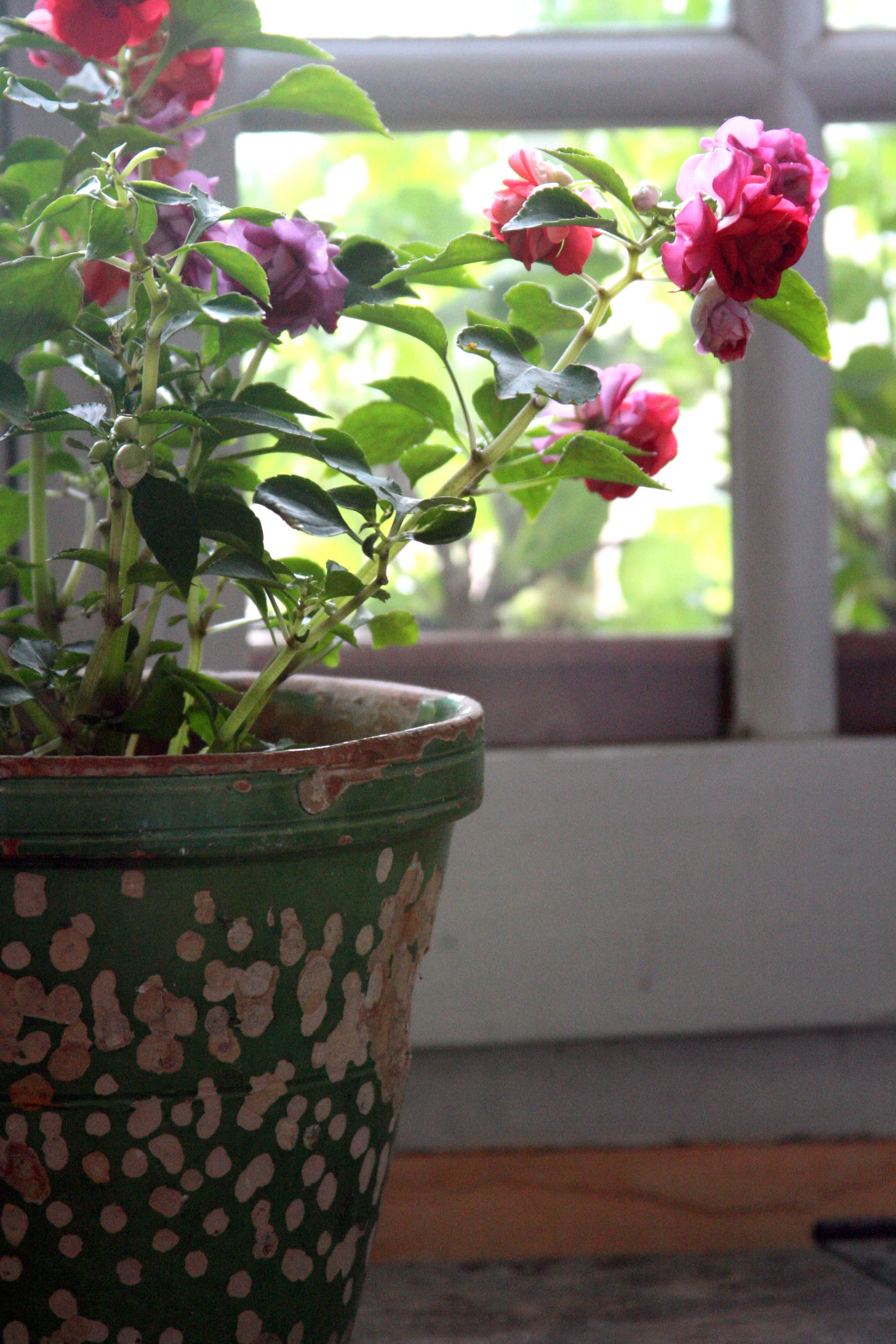 Flowers-in-a-pot