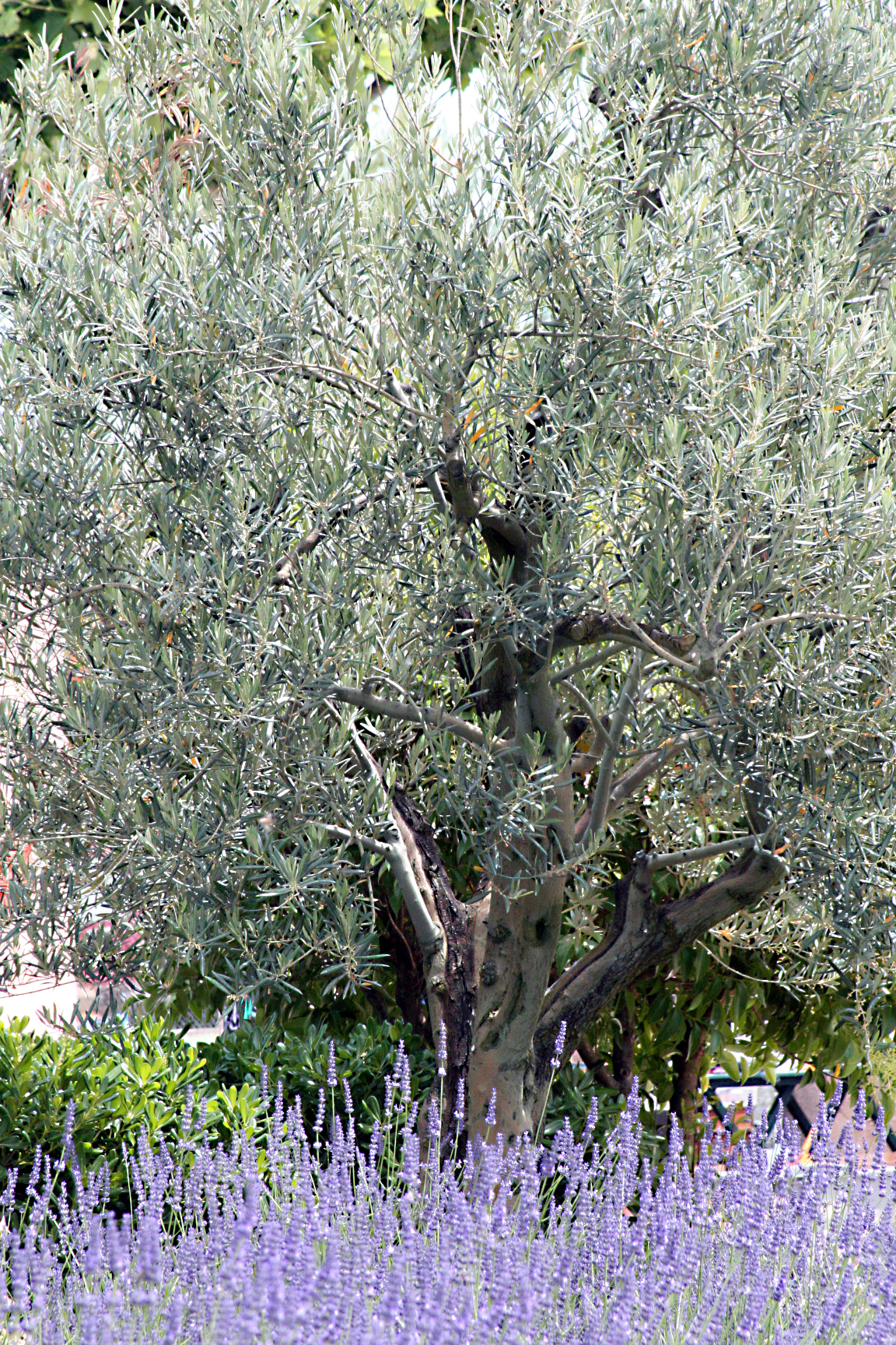 Lavender and olive Lavender and olive