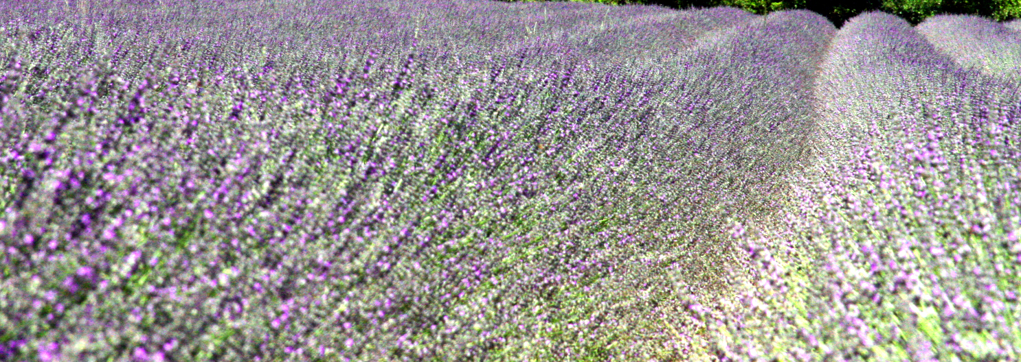 Lavender valensole