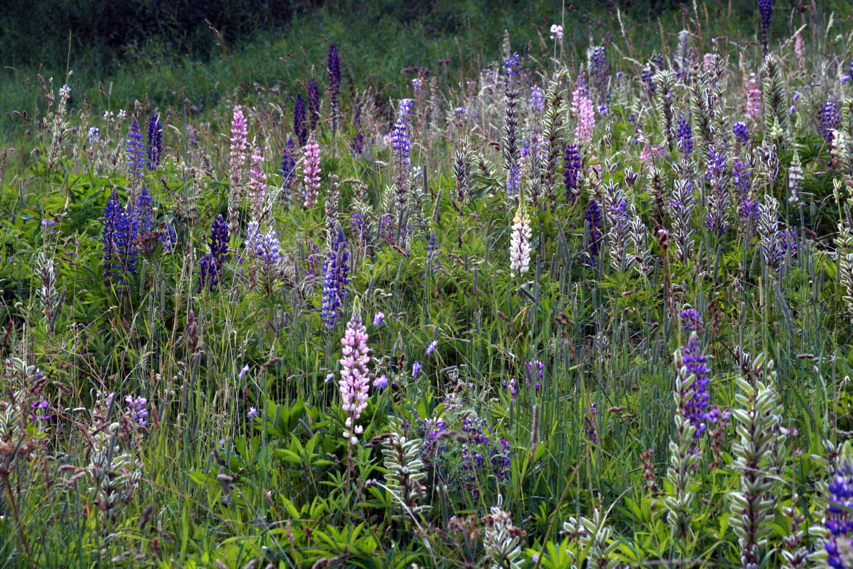 Lupin stelvio pass