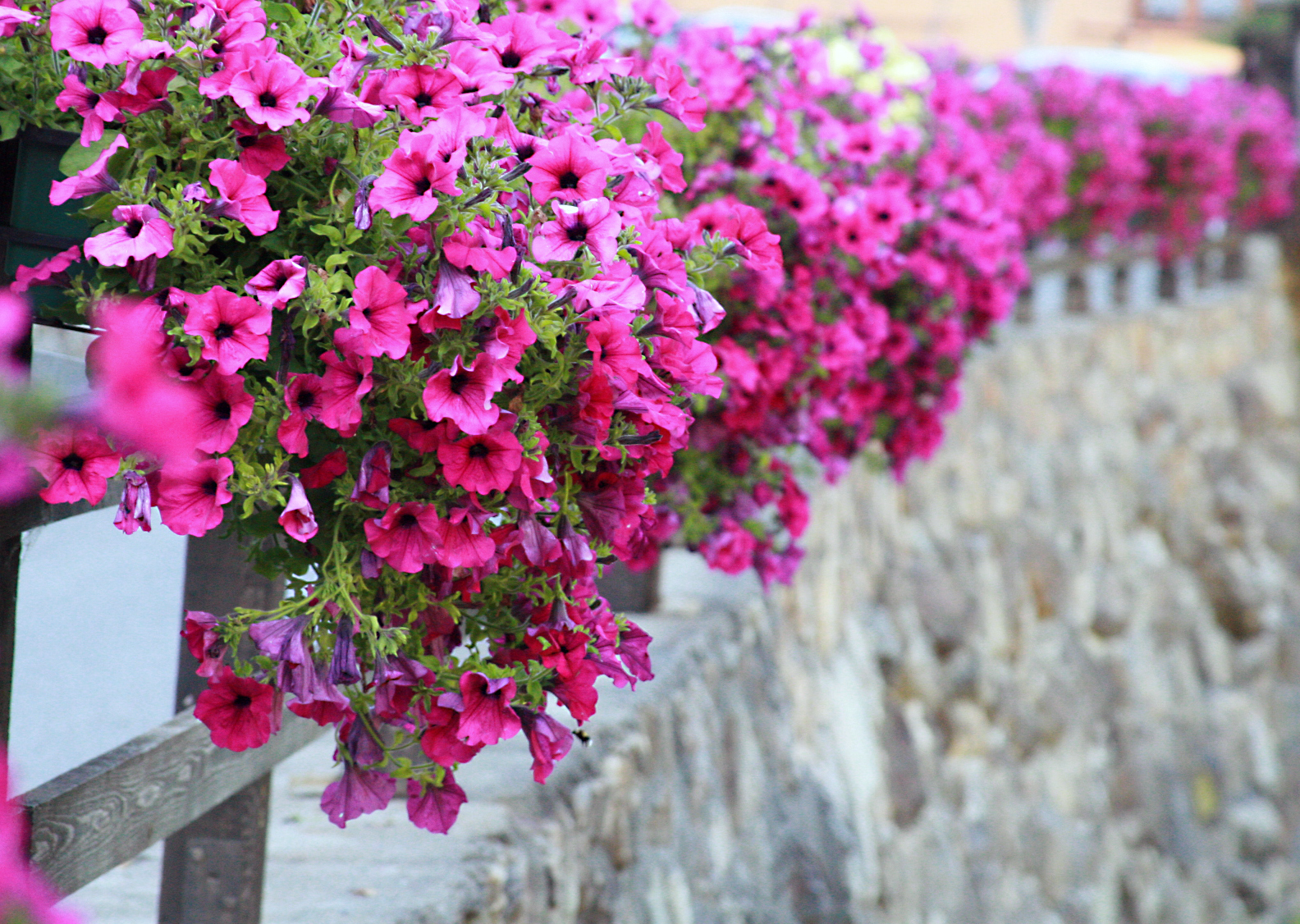 Flower trimmed walls trafoi