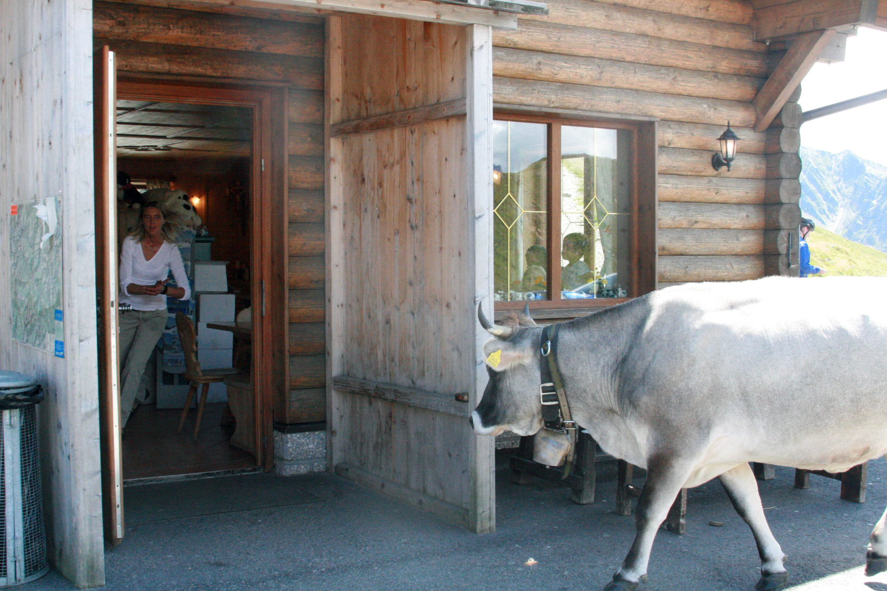 Cow enters cafe in the alps