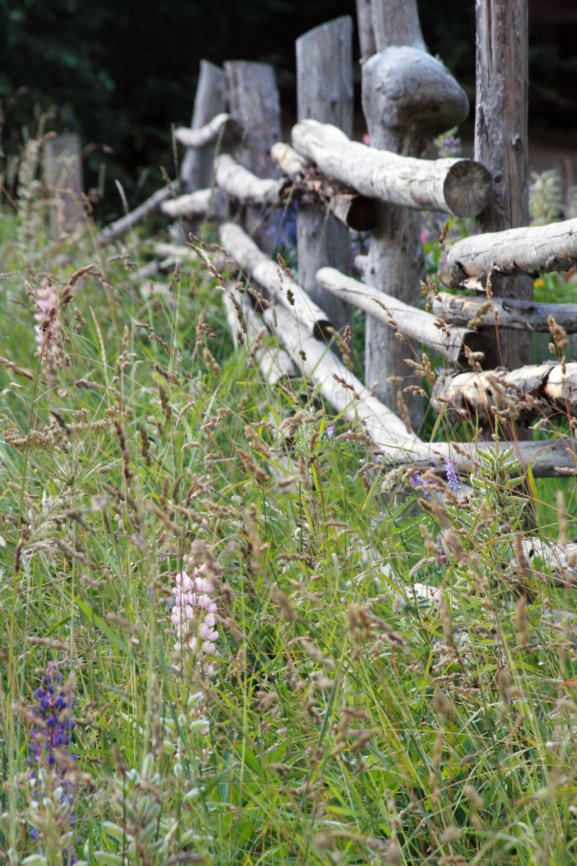 Wildflowers in the alps