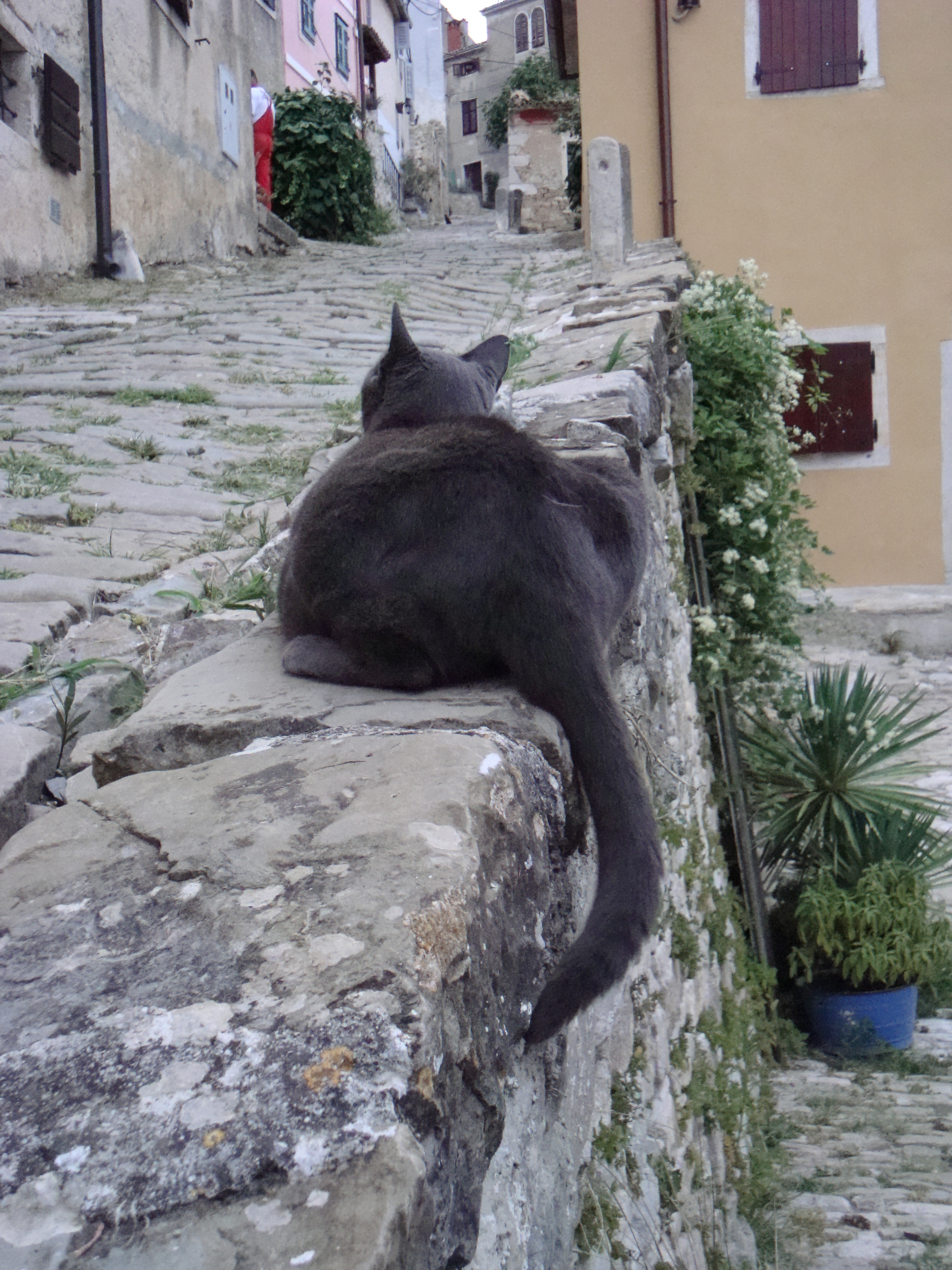 Croatia cat