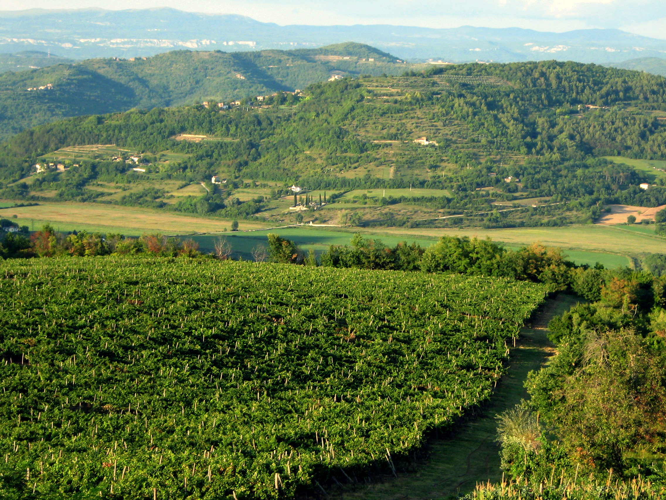 Croatia hillside motovun