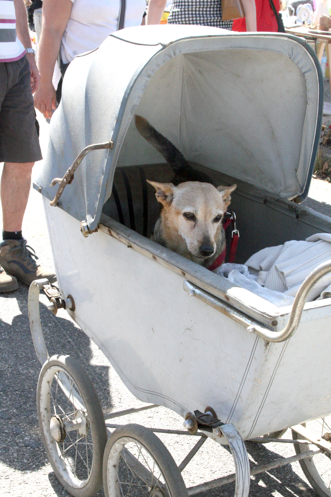 Dog in baby stroller