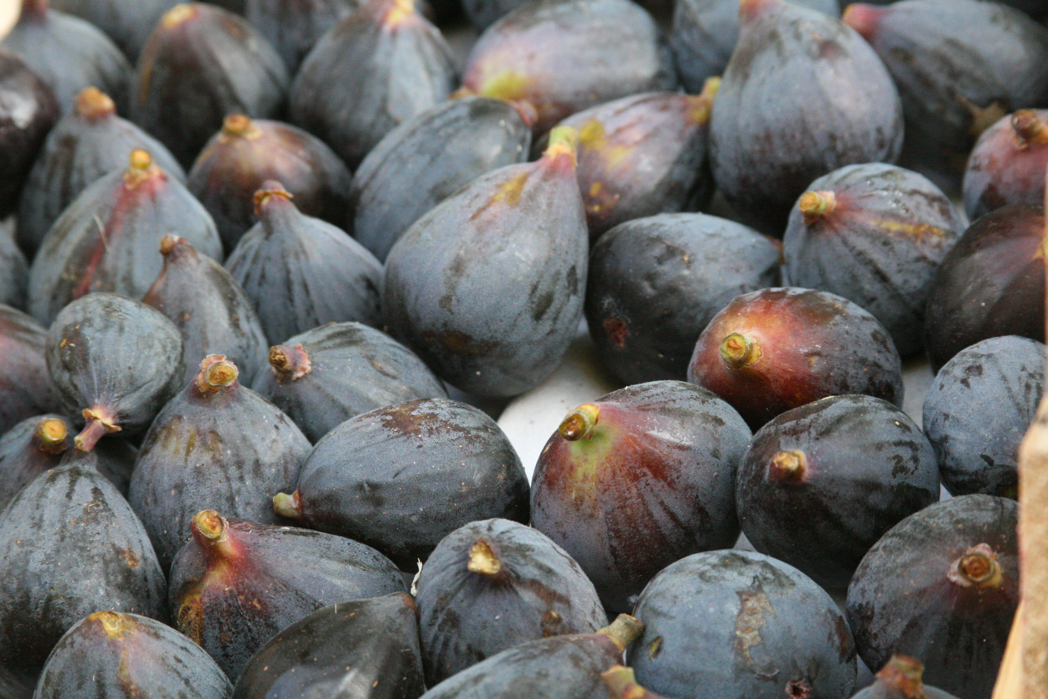 figs figs