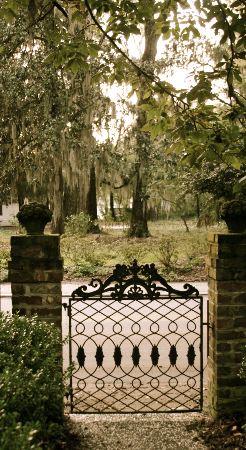 Bluffton Spanish Moss