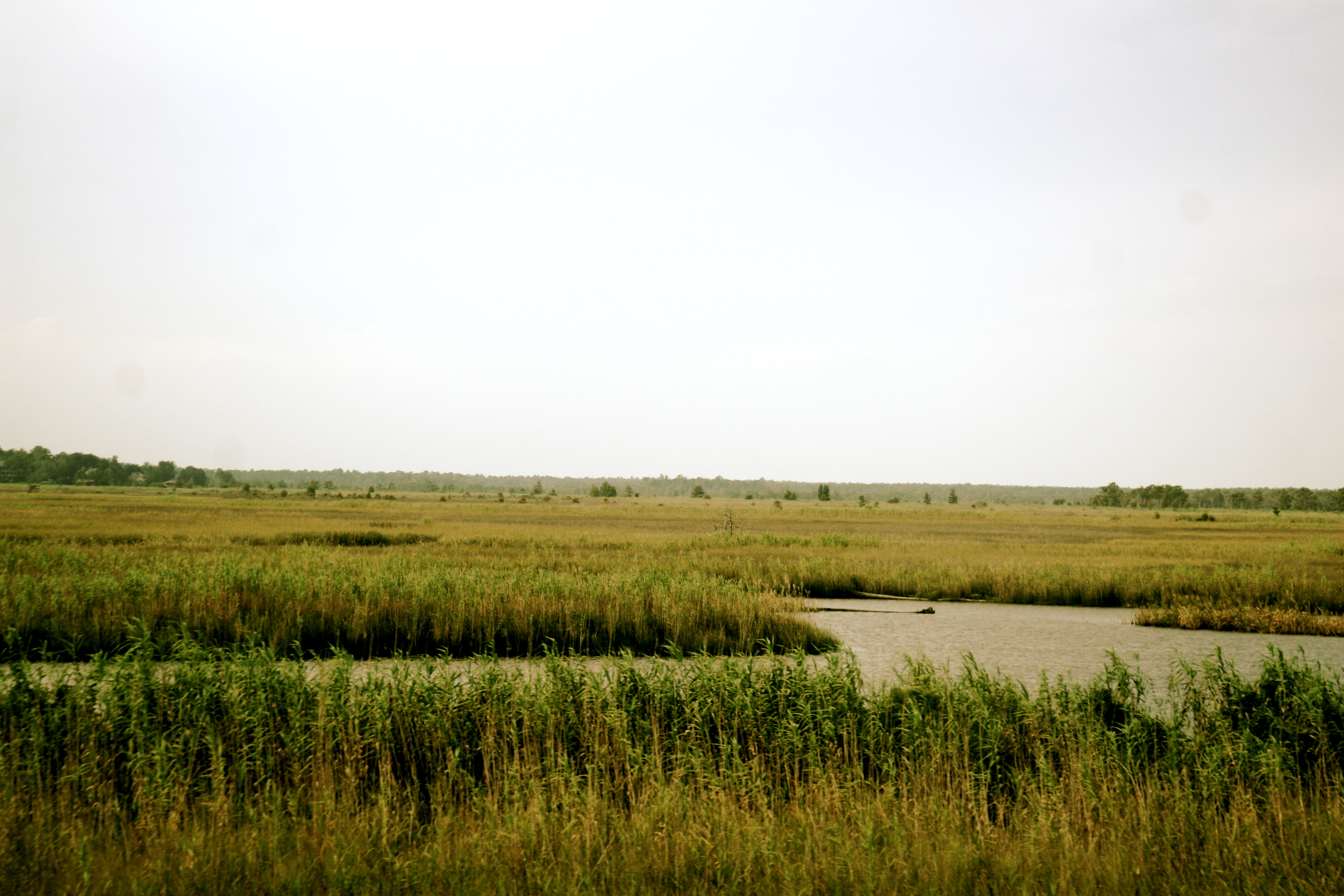 swamps