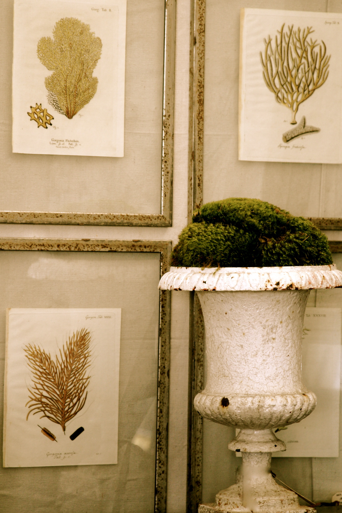 pressed seaweed prints early 19th century pressed seaweed prints early 19th century