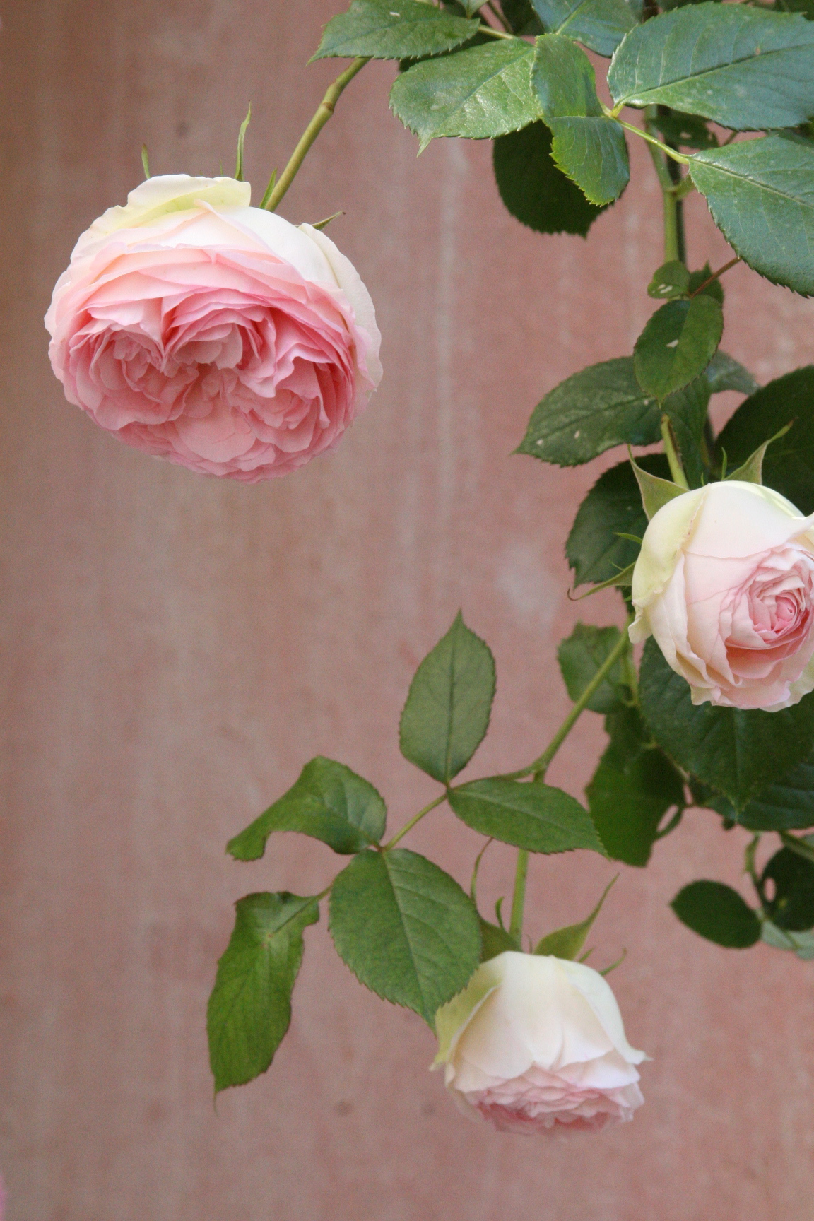old fashion roses