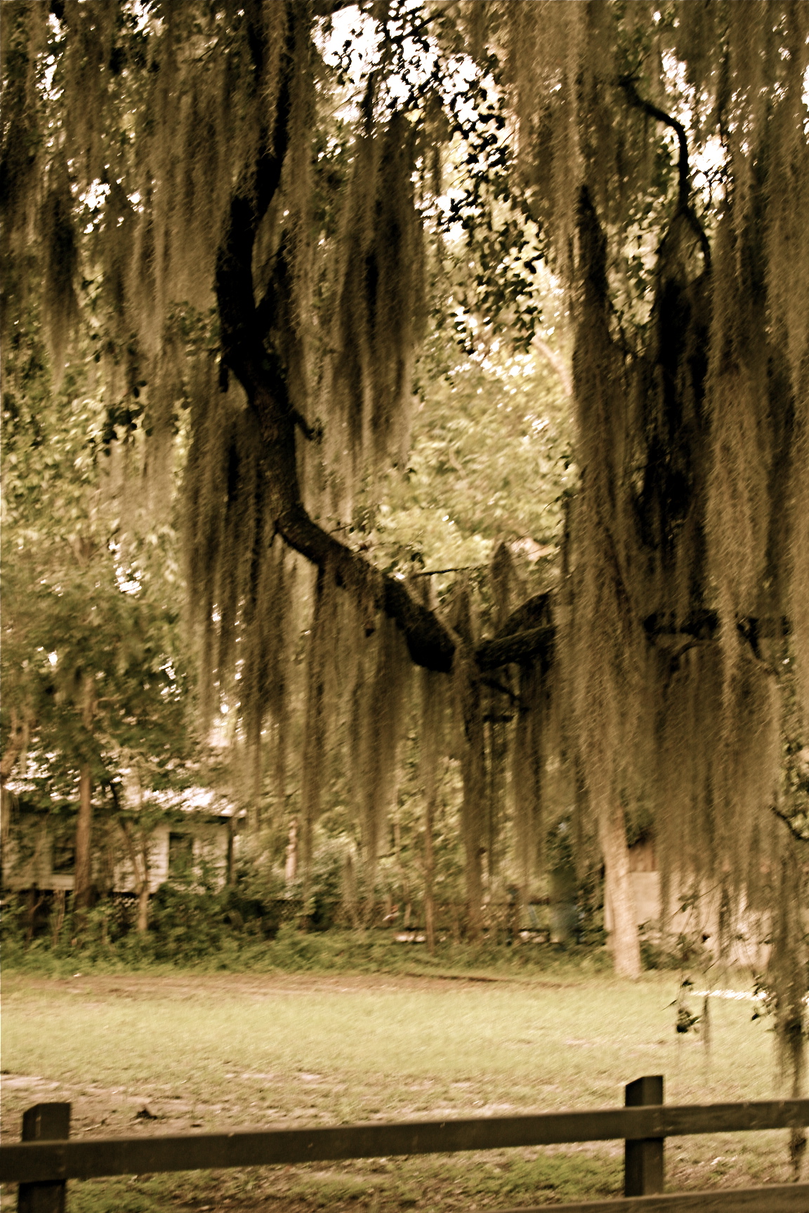 Spanish moss South Carolina