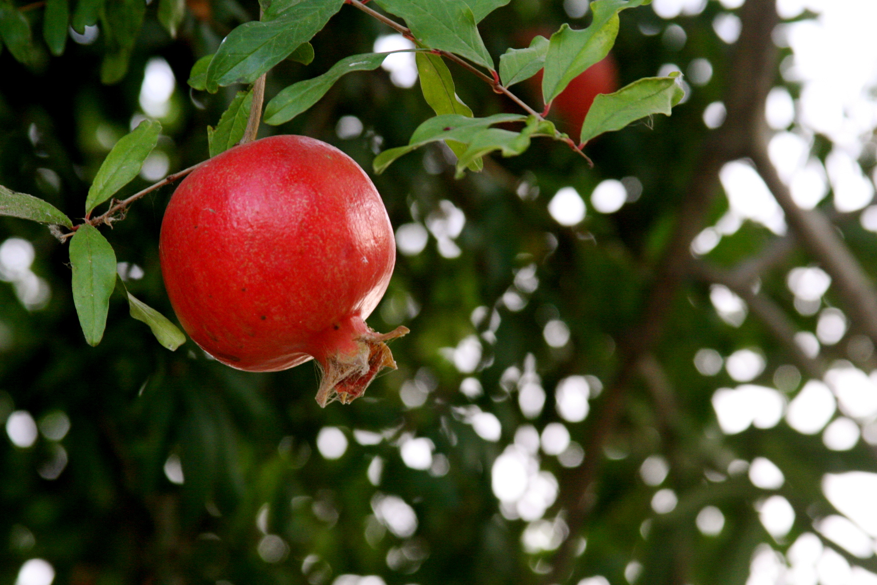 Pomegranate