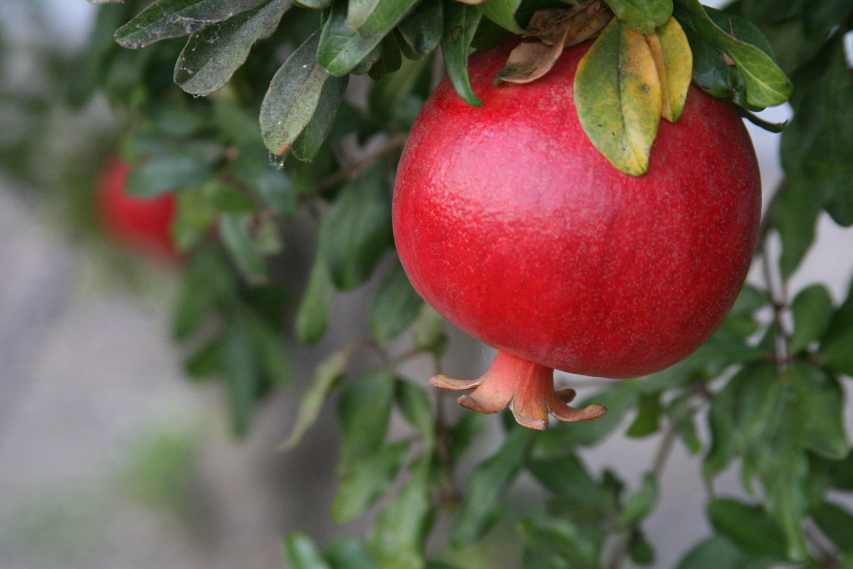Pomegranate